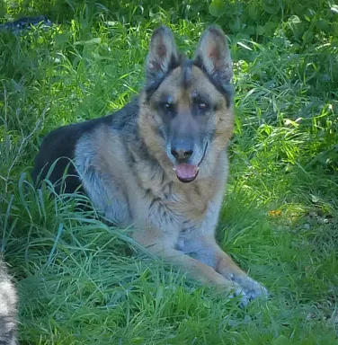 German Shepherd Gus German Shepherd Gus