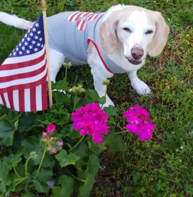 Happy the senior beagle Happy the senior beagle