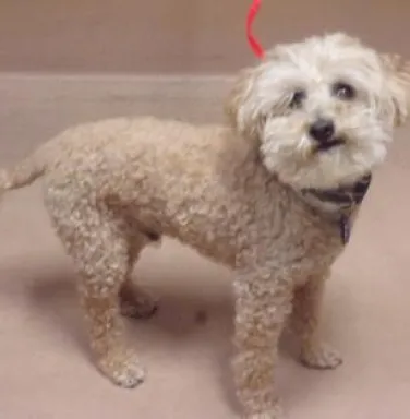 Cream colored terrier mix Harley Cream colored terrier mix Harley