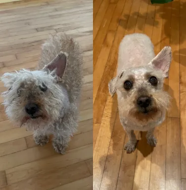 Harpo before and after Harpo before and after