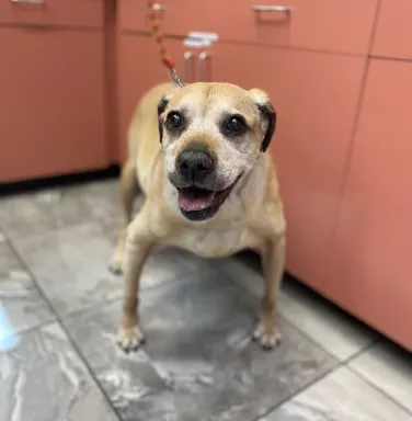 tan dog smiling