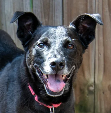 Holly smiling black smiling dog with grey muzzle