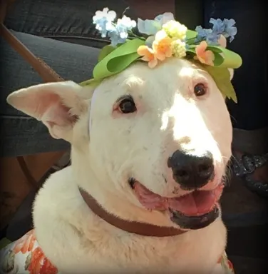 Honor wearing a flower crown bull terrier with flower crown