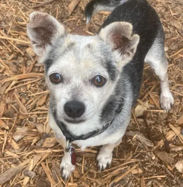 Zorro the chihuahua black and grey chihuahua