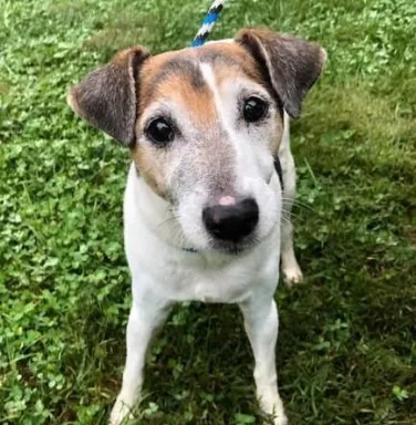 Jackson the jack russel jack russel dog