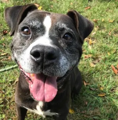 Senior pit bull
