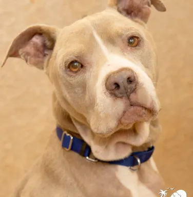 Pit bull terrier Jason Pit bull terrier Jason