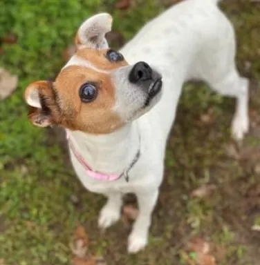 Jack Russell terrier mix Jill Jack Russell terrier mix Jill