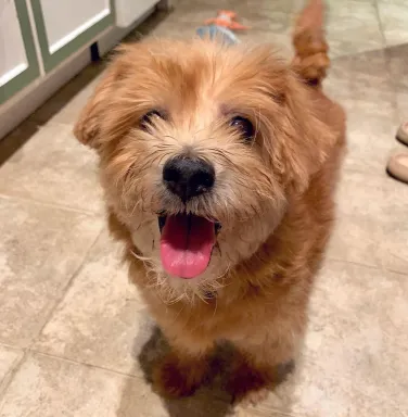 Kip smiling smiling scruffy brown dog