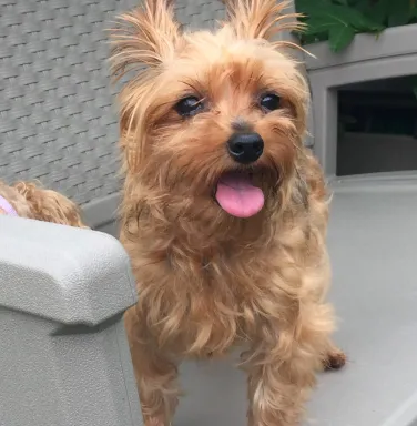 Yorkie mix Leah Yorkie mix Leah