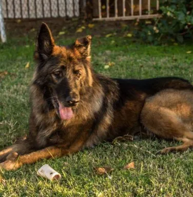 Leah German Shepherd Leah