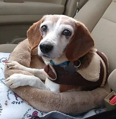 Lilly the beagle in a dog bed Lilly the beagle in a dog bed
