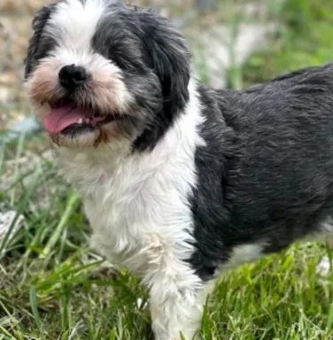 Louie the blind shih tzu smiling blind shih tzu smiling