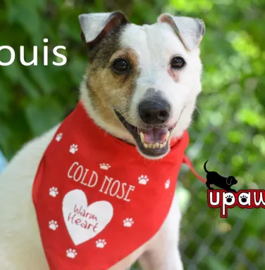 Louis with red bandana Jack Russell terrier with red bandana