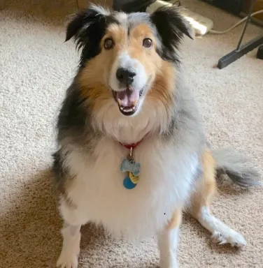 Maddie the collie smiling at the camera collie dog smiling at the camera