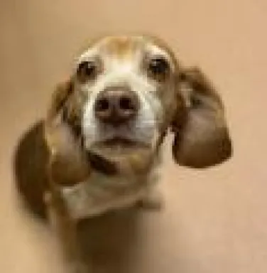 Beagle Maggie Mae Beagle Maggie Mae