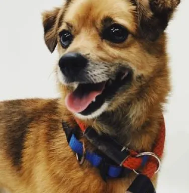 Mango before adoption Close up of light brown dog with red leash