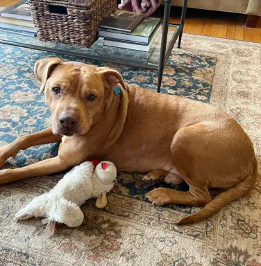 Mingo laying down brown dog laying down