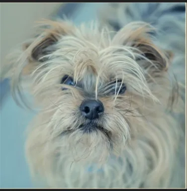 Yorkie Oliver Yorkie Oliver
