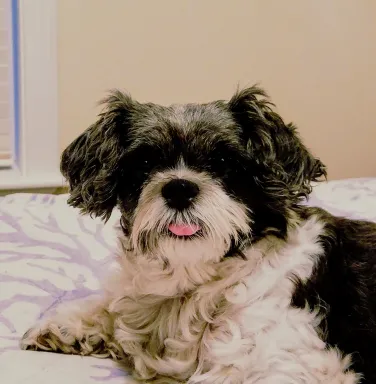 Black and white Shih Tzu Black and white Shih Tzu