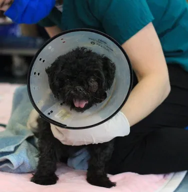 Oreo in a cone black shih tzu in a cone