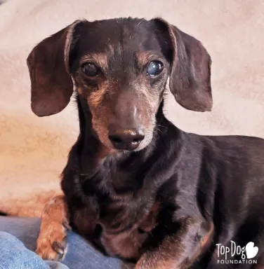 Oscar the Dachshund Oscar the Dachshund