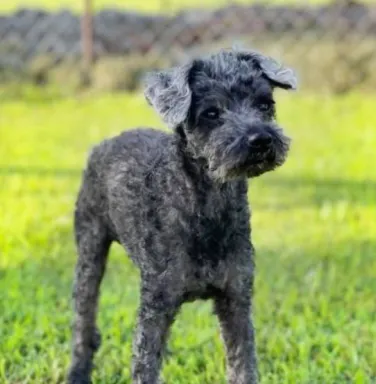 P-nut outside black poodle