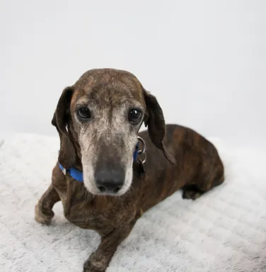 Dappled Dachshund Dappled Dachshund
