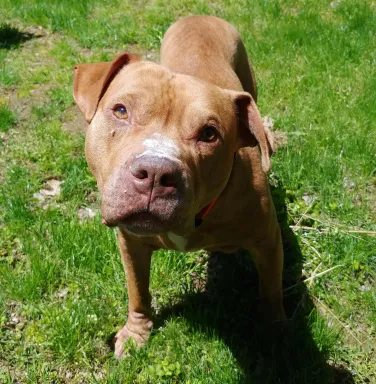 Brown pit bull Peanut