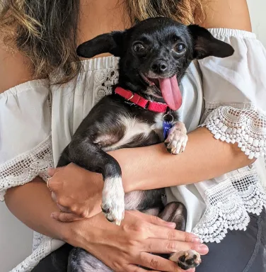 Pooky in her new home Small dog on lap