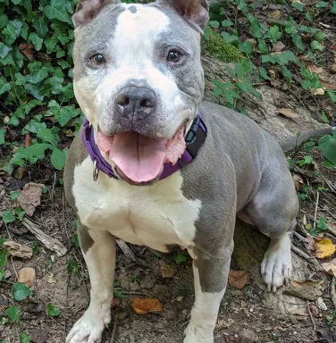 Smiling Rain smiling pit bull