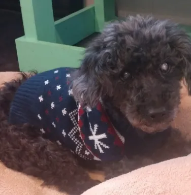 Little black poodle Raven Little black poodle Raven