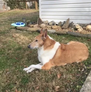 Brown and white collie mix Ridge Brown and white collie mix Ridge