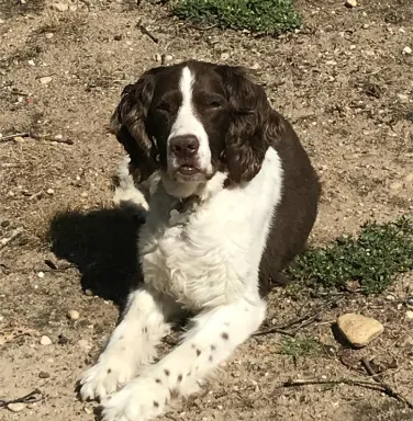 Black and white springer Riley Black and white springer Riley