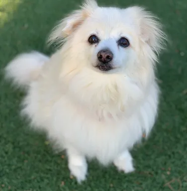 Roxy the pomeranian smiling fluffy white pomeranian smiling