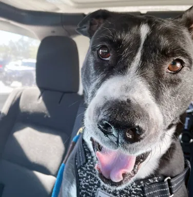Rufus, happy, in the car black and white dog in car