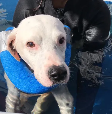 Dalmation mix in a swimming pool Dalmation mix in a swimming pool