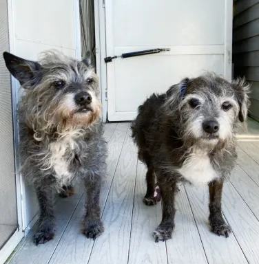 Sherlock and Watson 2 grey dogs