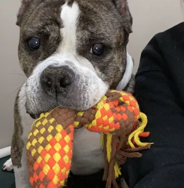 Bully mix Shirley Bully mix Shirley