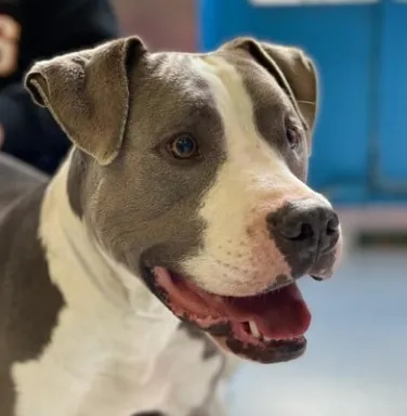 grey and white Slugger the pitbull grey and white pitbull smiling