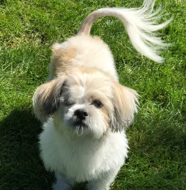 Close up of white and brown Shih Tzu with one eye Close up of white and brown Shih Tzu with one eye