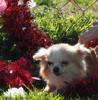 Chihuahua Solana Chihuahua Solana