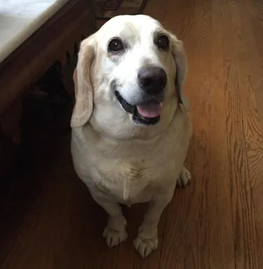 Spike on the wood floor smiling for the camera light colored beagle smiling