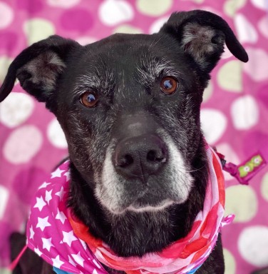 black dog with grey muzzle and pink background