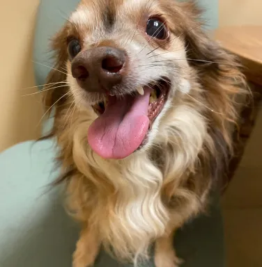 Strawbe smiling long haired chihuahua smiling