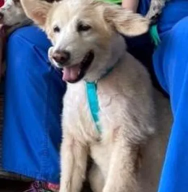 Golden retriever mix Tasha Golden retriever mix Tasha