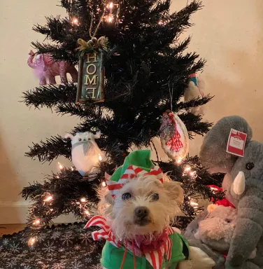 Tinkerbell, dressed as an elf, under the Christmas tree maltese dressed as an elf under the Christmas tree