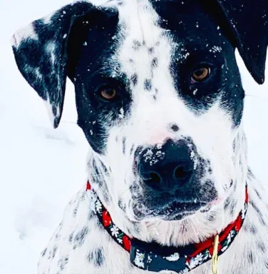 Cooper Dog in snow