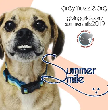 Puggle Dozer for the Summer Smile Campaign Puggle Dozer for the Summer Smile Campaign
