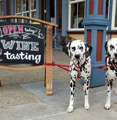 Dalmations at Mutt Lynch tasting room Dalmations at Mutt Lynch tasting room